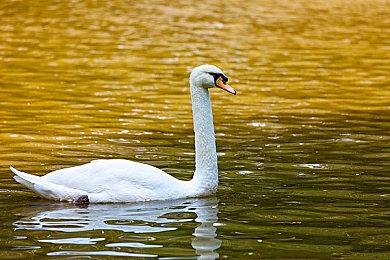 Switch 2《N64收藏》新情报 追加三大实用功能