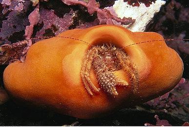 《刺客信条：影》宣传片又被批了 马漂移、中国音乐